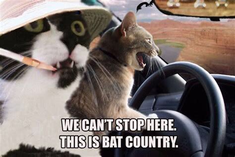 thx4thesave's tweet photo. #WhenInBatCountry listen to what your cats say https://t.co/9E0X9GOJmI