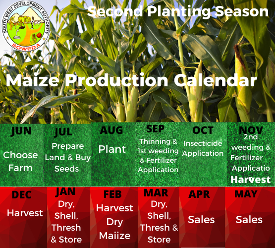 Are you ready for the second planting season for maize? Here is what you need to know.