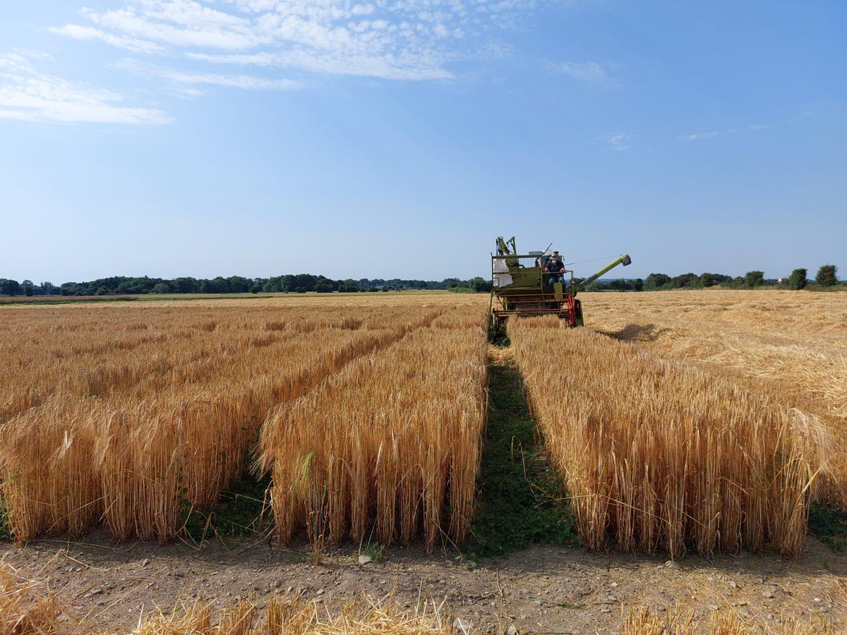 Brian Reilly and Michael Howard busy harvesting the winter barley variety and fungicide plots at the Trial Site in Termonfeckin today! 🌾☀️