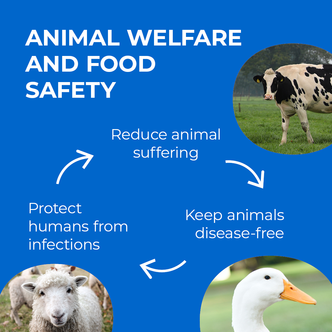 EFSA_EU's tweet photo. When we treat animals well, we keep ourselves healthy too 🐮🧑

In an interconnected global #FoodSystem, it is essential that food producers, retailers and the authorities work together to ensure #AnimalWelfare. 

#EUChooseSafeFood #EFSA4animals #AnimalHealth https://t.co/qA5wx00GCj