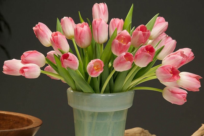 Today #TulipTuesday and ‘National Simplicity Day’! So today we are looking at one of the simplest, but much beloved tulip – the ‘Dynasty Tulip’. This tulip is simplicity itself. Its petals are a classic egg tulip shape in a classic soft pink. Photo: Gardenia.net