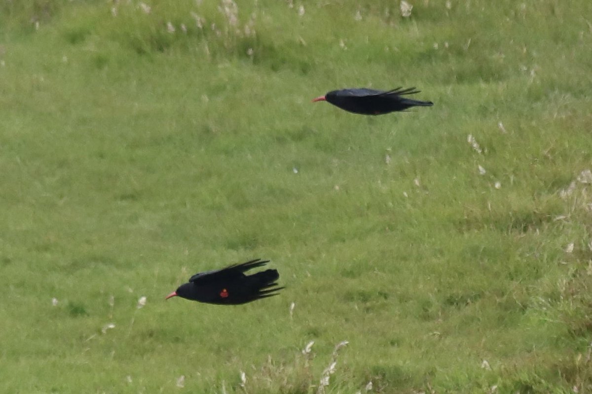 ColinRitchie17's tweet photo. #choughs #islay #mullofoa https://t.co/GYwyLnqTrL