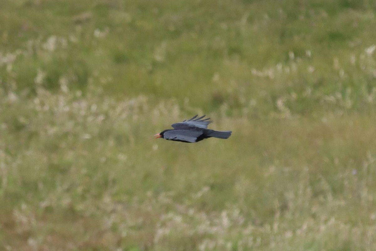 ColinRitchie17's tweet photo. #choughs #islay #mullofoa https://t.co/GYwyLnqTrL