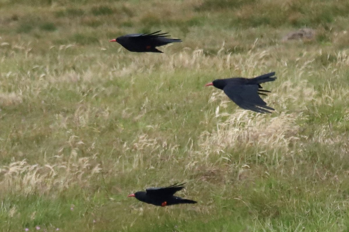 ColinRitchie17's tweet photo. #choughs #islay #mullofoa https://t.co/GYwyLnqTrL