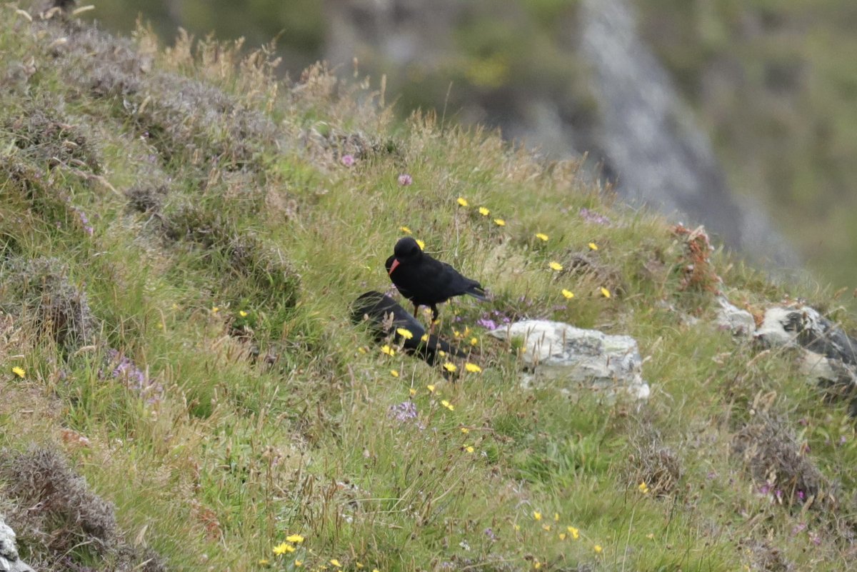 ColinRitchie17's tweet photo. #choughs #islay #mullofoa https://t.co/GYwyLnqTrL