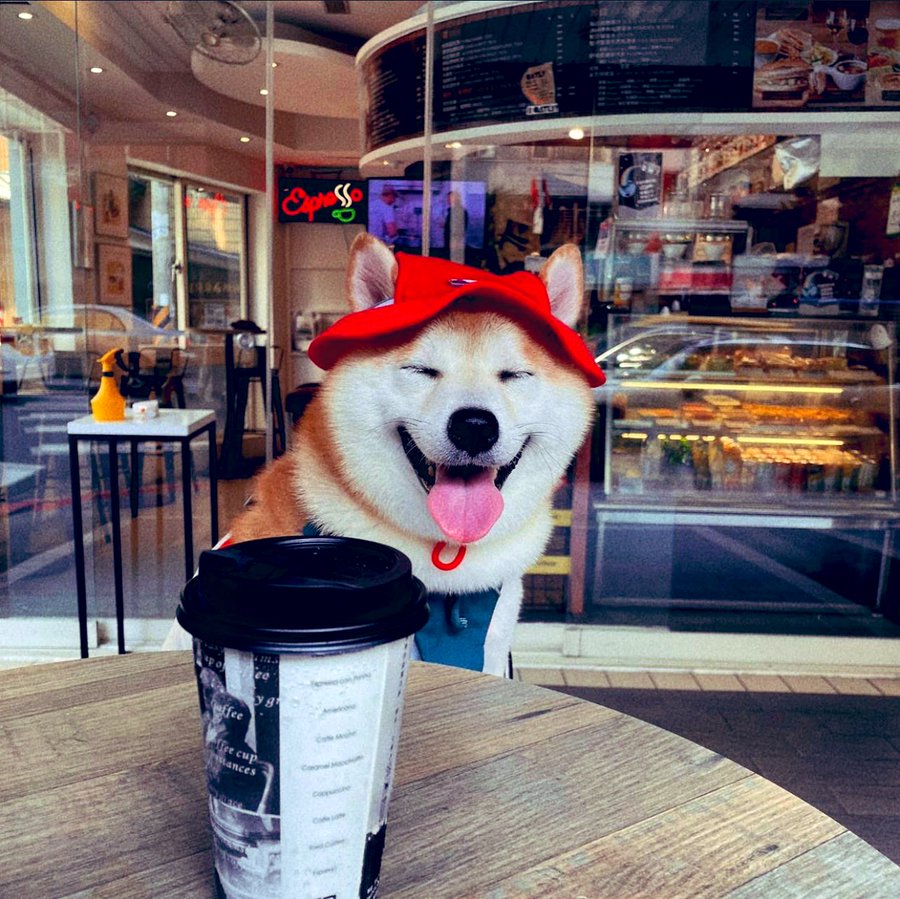 <a href="/ShibSpain/">Shib Spain</a> this made my day! Wonderful $SHIB Family,