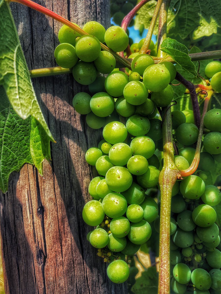 📸VineyardWarrior📸 tweet media