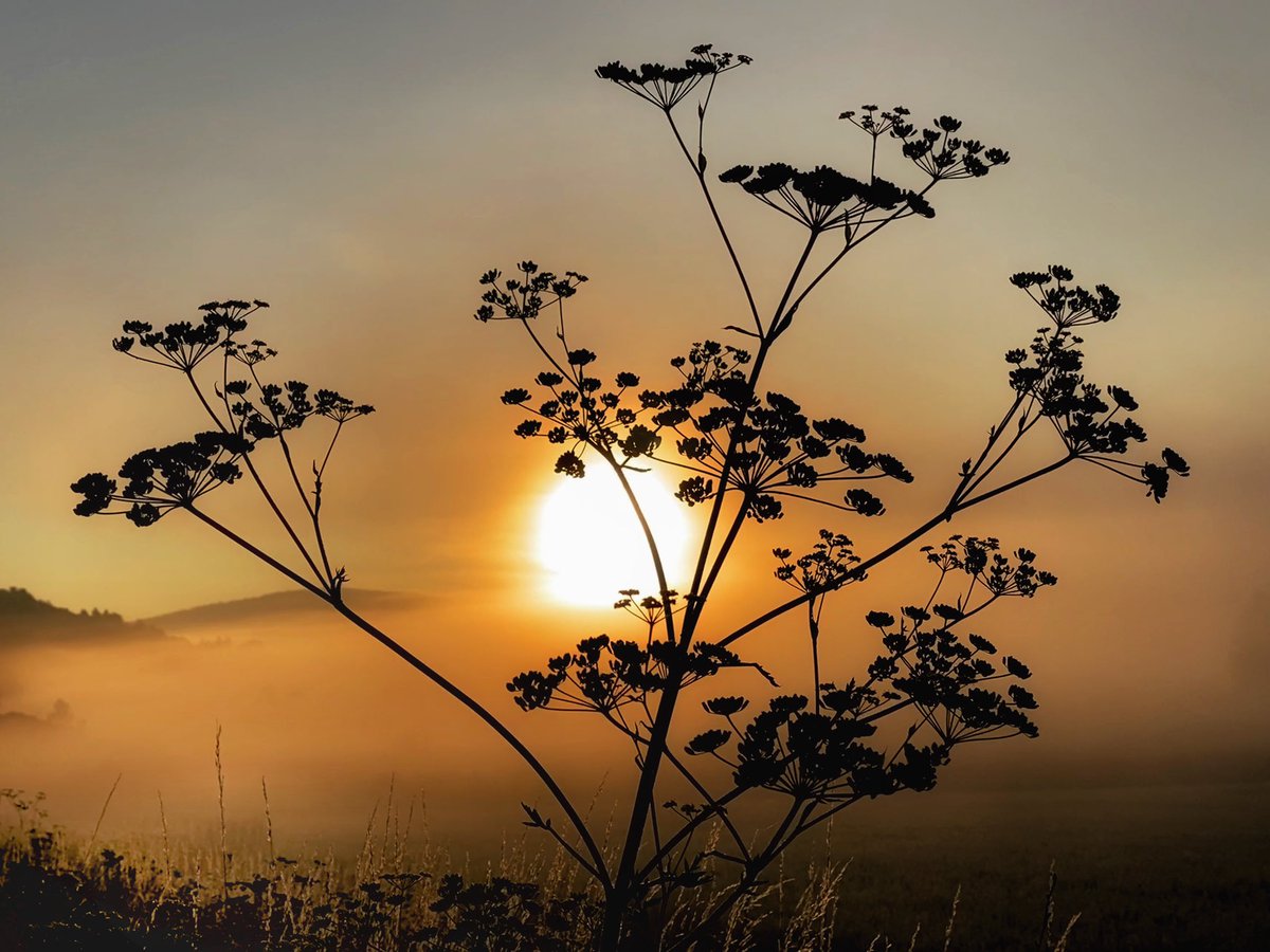 📸VineyardWarrior📸 tweet media