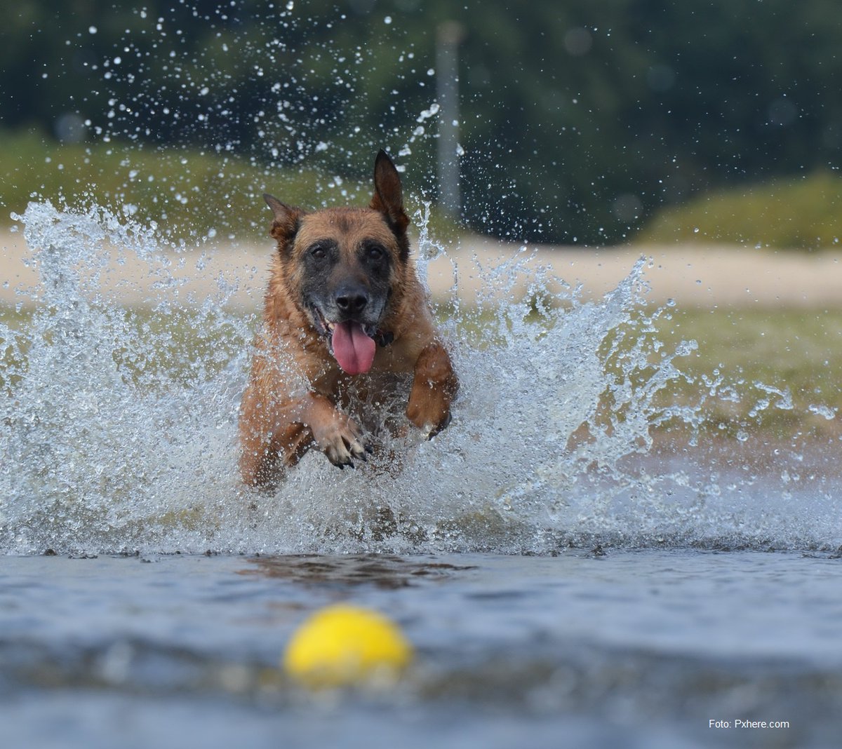 Stadsbeheer010's tweet photo. Let extra goed op #Huisdieren nu het #Warm is. Houdt ze uit de zon en zorg voor verkoeling. Zie deze #zomertips: https://t.co/o3hjlyI8Ze https://t.co/3vg73kDlUL