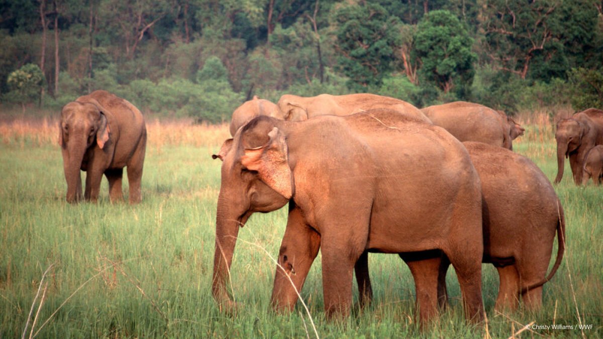We are committed to ensuring long-term support for wildlife conservation and building a network of next-generation conservationist champions. The future is in your hands! 🐘 🐘 
#ElephantFamily #Conservation #AsianElephant #CoExistence