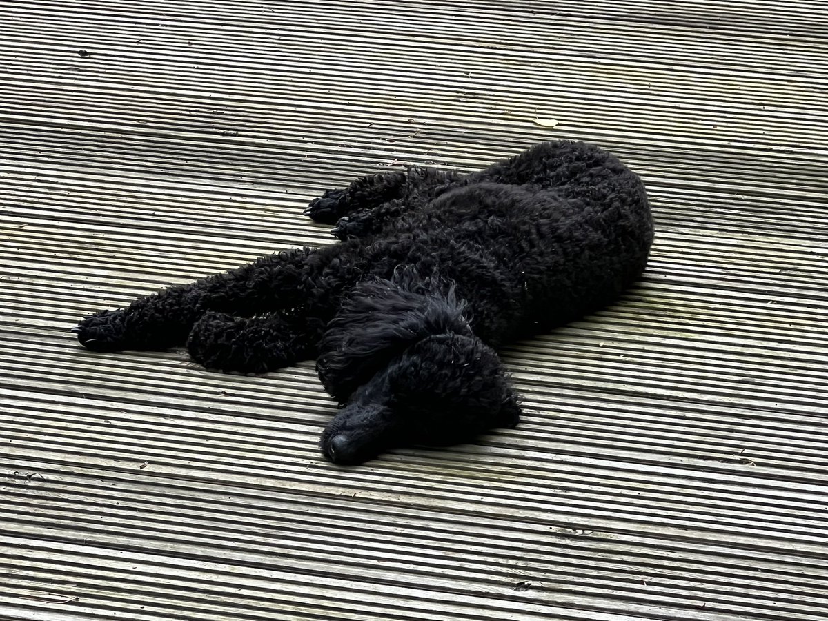 ChrisGPackham's tweet photo. Nancy flaked out in the shade after her early morning run . Whilst the heat is a serious threat to human life it is also to our companion animals . Please provide constant fresh water and a cool spot for them to rest @RSPCA_official @The_Blue_Cross @DogsTrust https://t.co/dOzEivQqTl