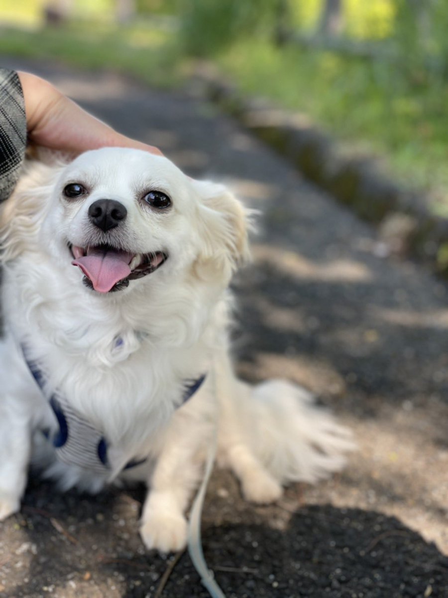 comcomcomg's tweet image. ぼくはチワックスのこむぎです
よろしくおねがいします