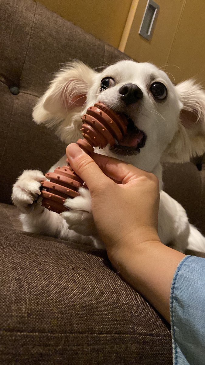 comcomcomg's tweet image. ぼくはチワックスのこむぎです
よろしくおねがいします