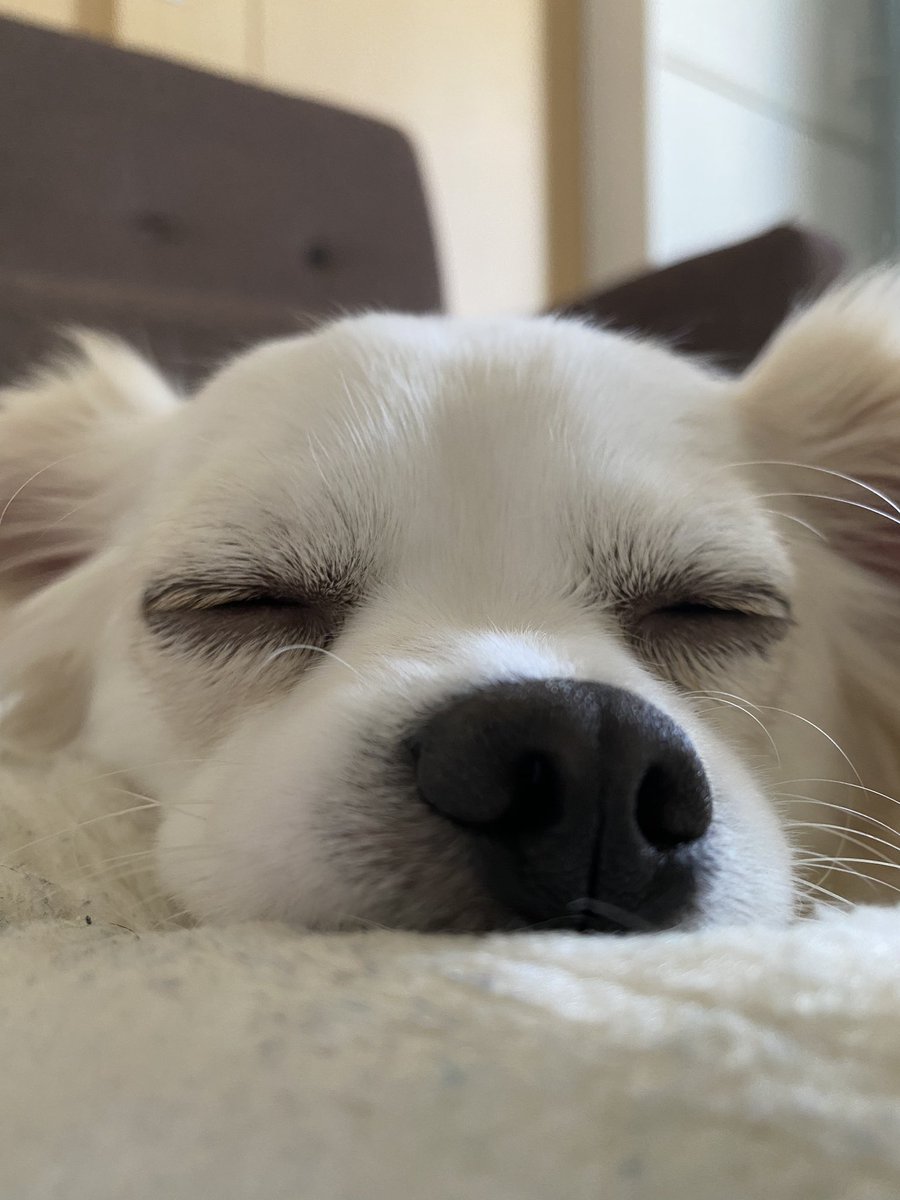 comcomcomg's tweet image. ぼくはチワックスのこむぎです
よろしくおねがいします