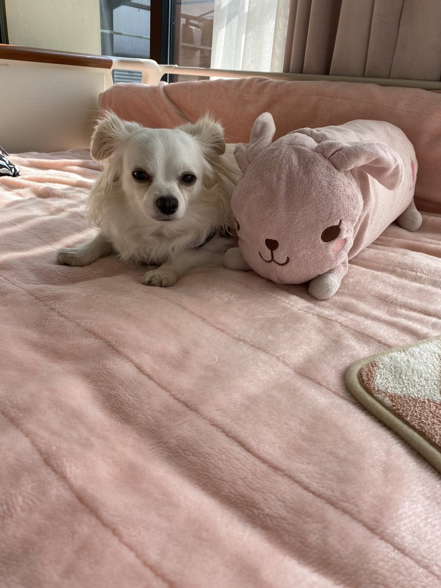 comcomcomg's tweet image. ぼくはチワックスのこむぎです
よろしくおねがいします