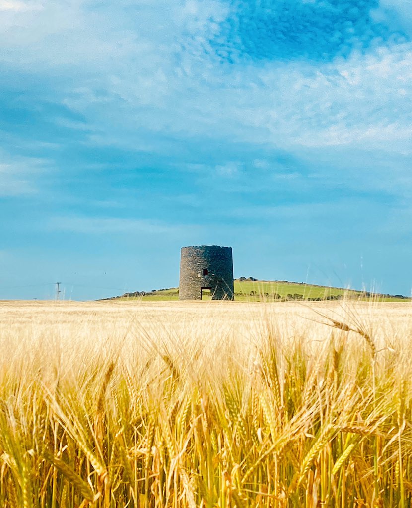 KerryGeddis's tweet photo. Kearney windmill stump through a field of golden wheat 🌾 Glorious day on the Ards Peninsula ☀️😎

#windmill 
#kearney
#ardspeninsula 

@PensTourism 
@DiscoverNI 
@barrabest
@WeatherCee 
@Louise_utv 
@deric_tv https://t.co/9r80q5ZIbZ