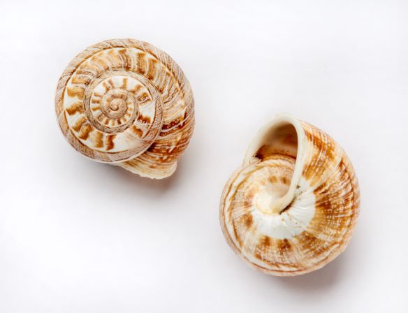 NHM_shells's tweet photo. Desert snail for #MolluscMonday #Heatwave2022. During periods of excessive heat or dryness, land snails put themselves into a state of suspended animation known as aestivation. Snails in this state can survive for many years.
#InterestingShells @NHM_London https://t.co/JforZG476b
