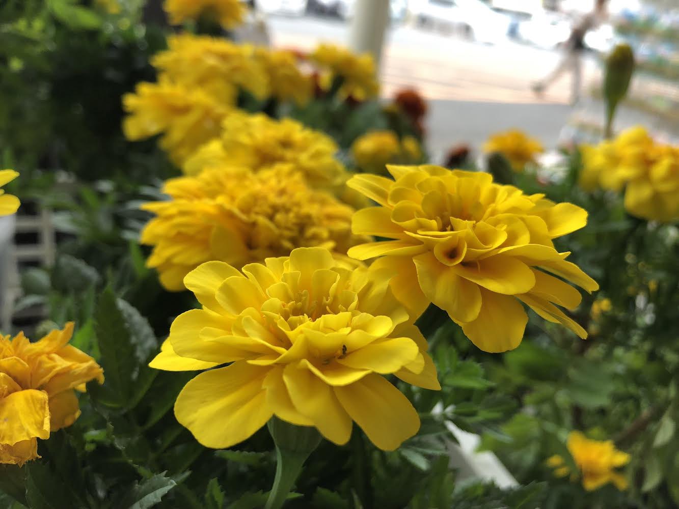 花 Al Twitter 麦わらの帽子の君が 揺れた マリーゴールド に似てる あれはまだ空が青い夏のこと 懐かしいと笑えた あの日の恋 マリーゴールド 今日の誕生花 マリーゴールド 花言葉 常にかわいらしい ﾏﾘｰｺﾞｰﾙﾄﾞ 花 ﾅｴ Tlを花でいっぱいにしよう