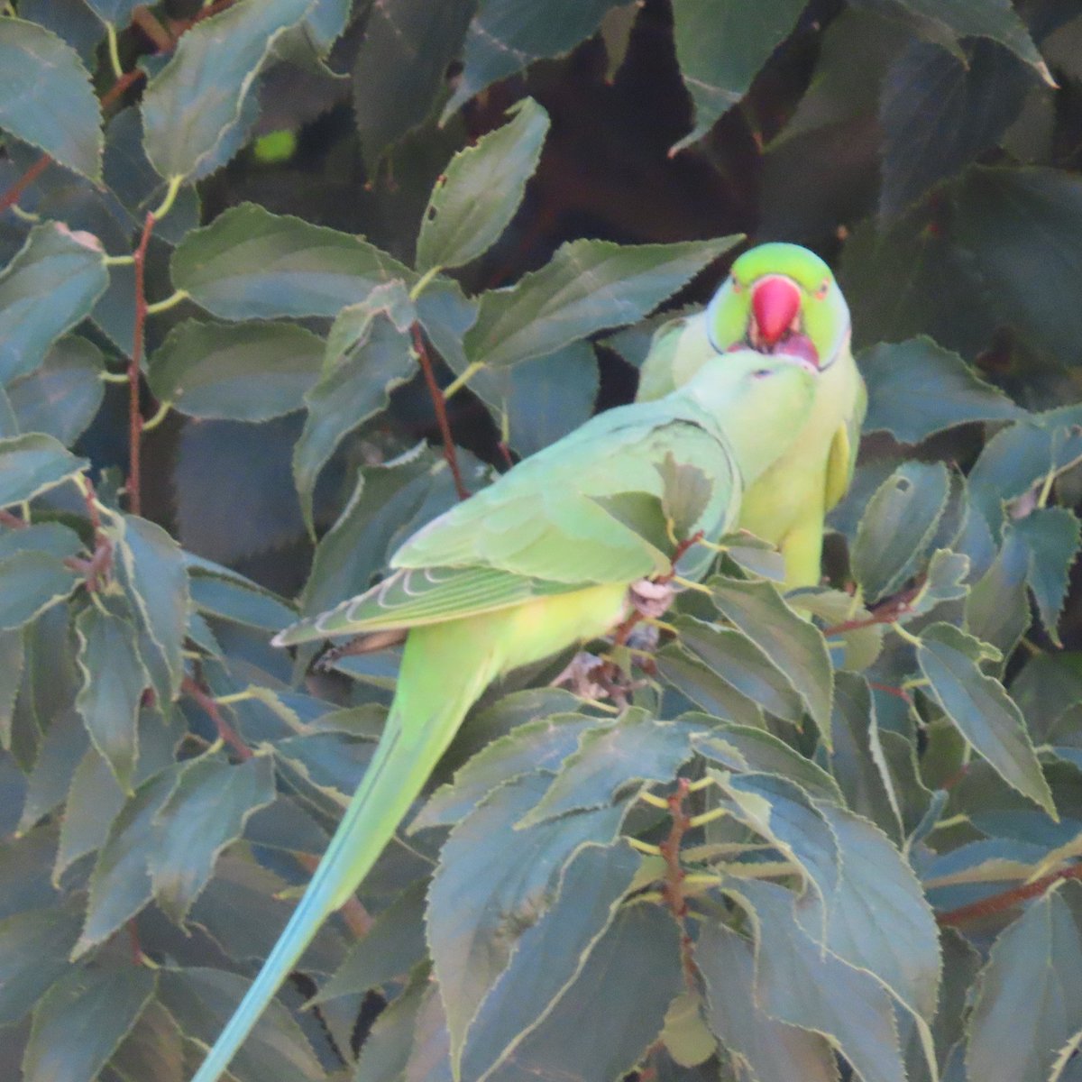 AntoStel's tweet photo. Inseparabili...non nello specifico, perché sono due esemplari 'dal collare, ma di fatto🥰
#Roma
#Roma
#birds
#parots https://t.co/NHf97BK7Mw