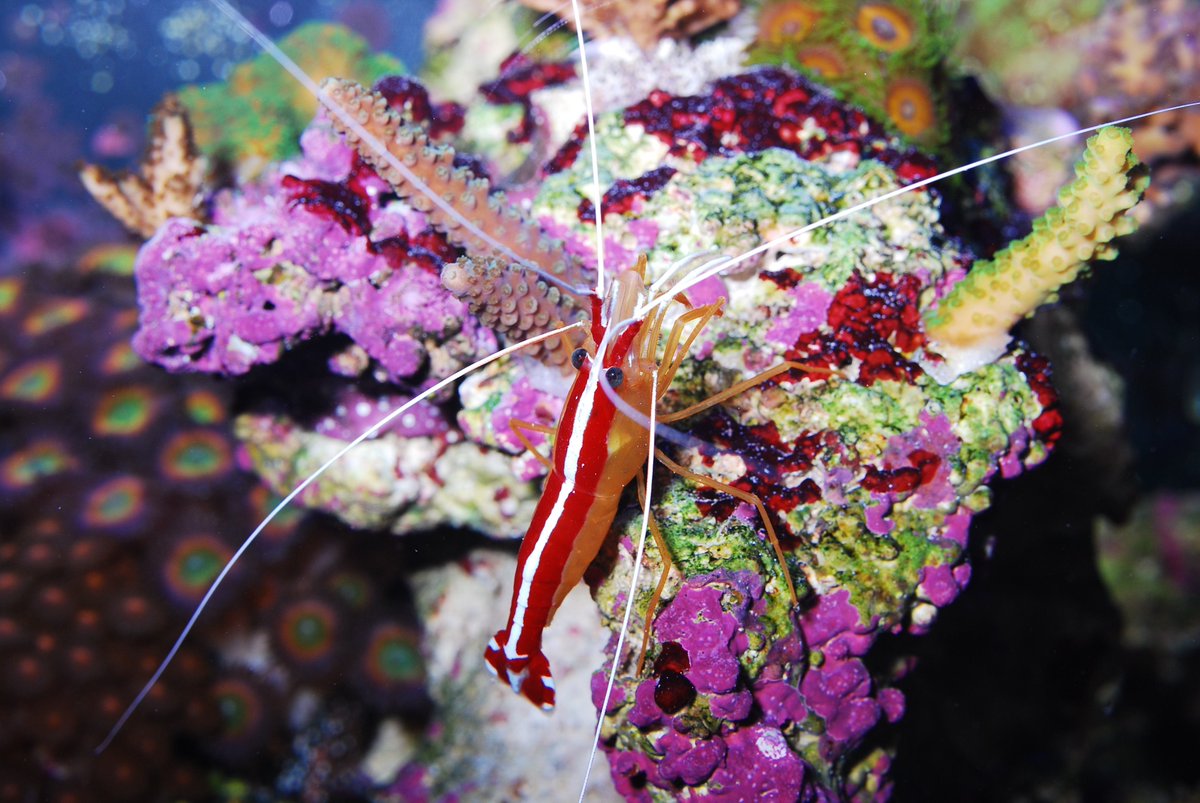 TFHmagazine's tweet image. Ready to get up close and personal with your favorite aquatic animals? Subscribe to TFH for just $28 and enjoy world-class photography in every issue! [Photo: Felicia McCaulley]

#TropicalFishHobbyist #fishmagazine #subscribe