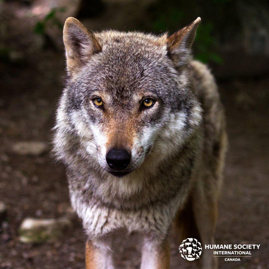 humaneworldcan's tweet photo. The BC government is gunning wolves down from helicopters under the guise of saving caribou. These killings cause immense suffering and anxiety to these highly intelligent and social animals. ๐บ Act now: https://t.co/pmksoExFL0 #WolfCull #EndTheBCWolfCull https://t.co/fCaERMarNY