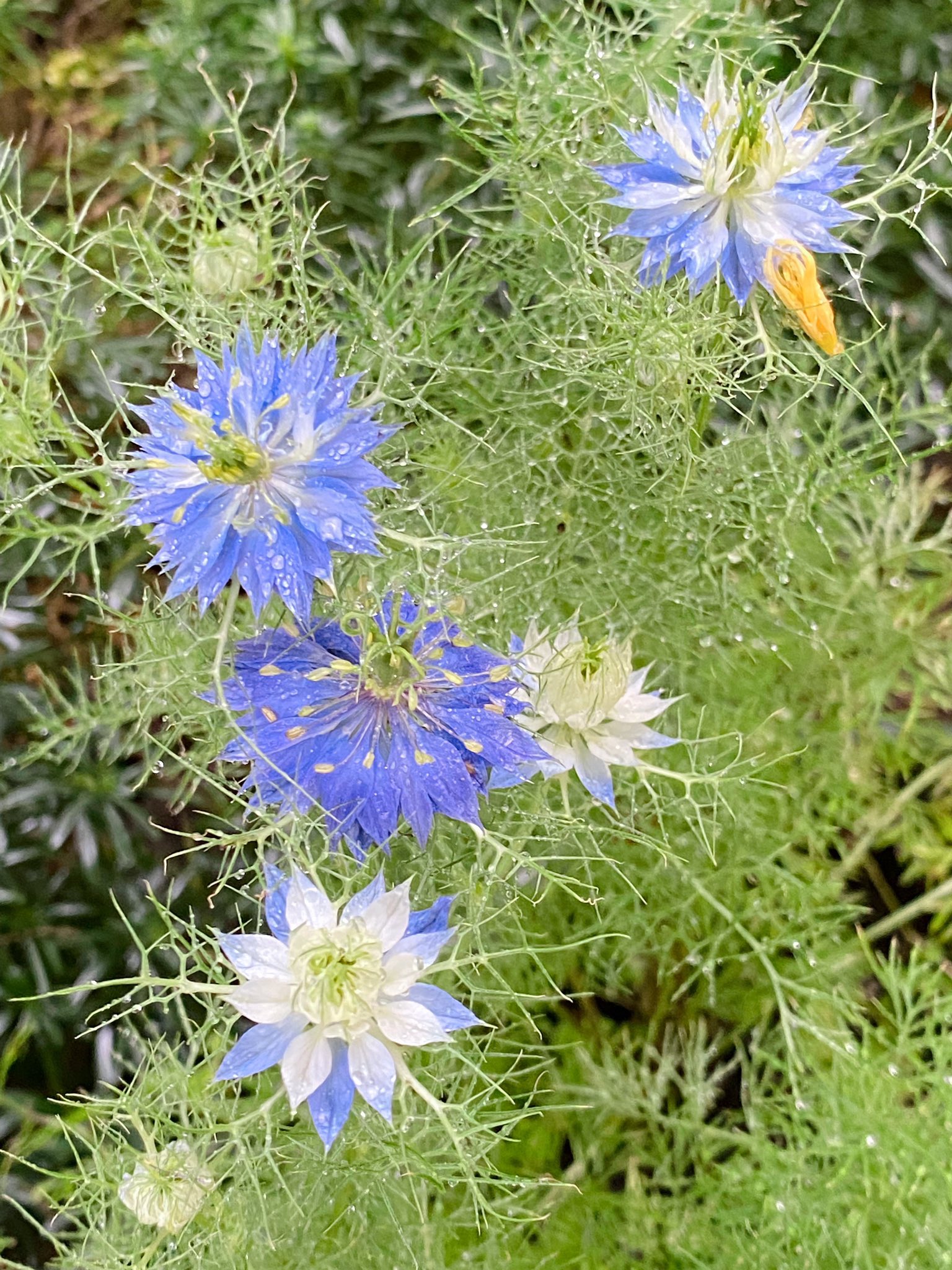 ブラッククミン Twitter Search Twitter