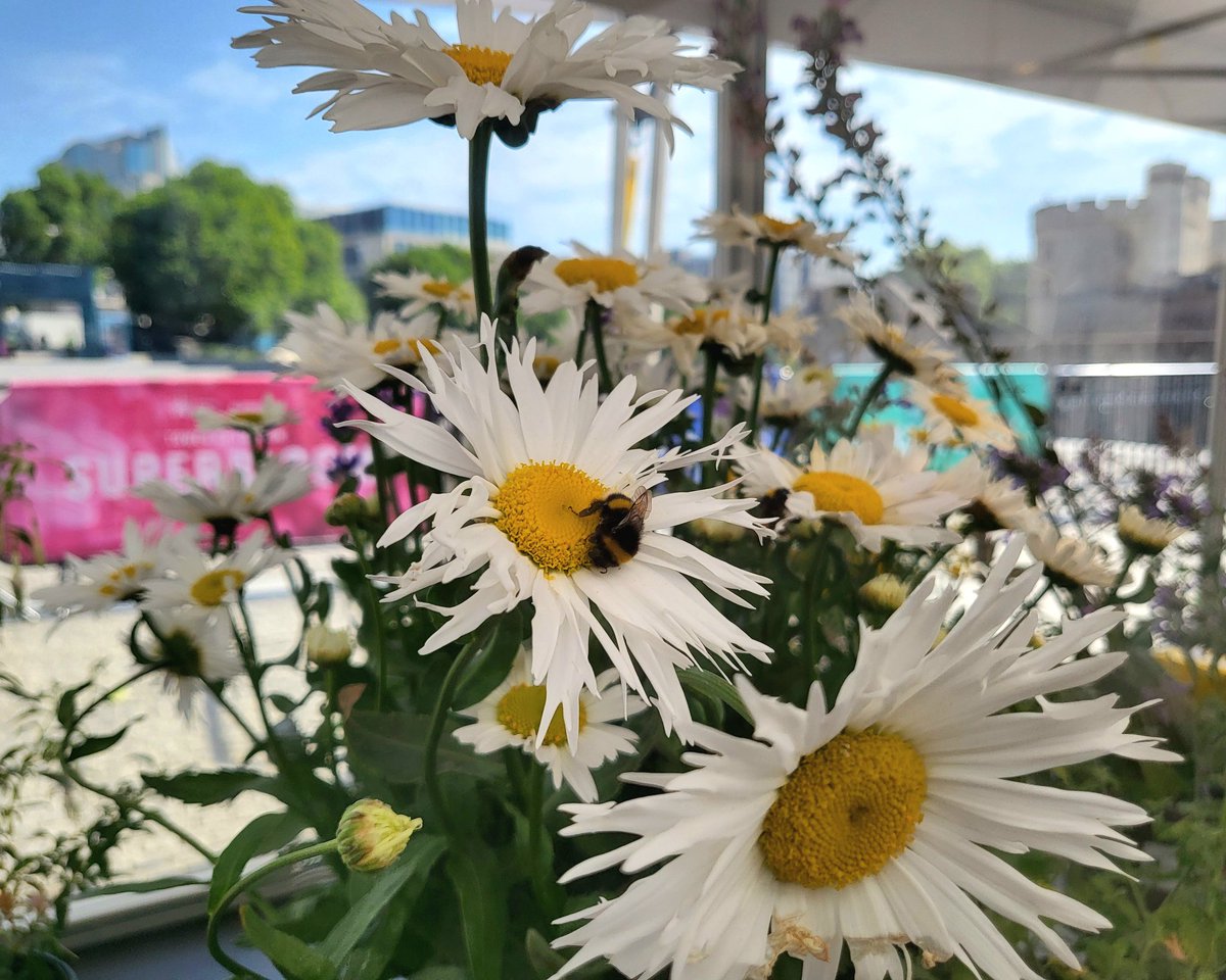 deepa_sena's tweet photo. The #ReadingBeeTeam all set up ready for #BeesNeeds @TowerOfLondon #Superboom with @PollinatingLT. Come join us today to learn all about #pollinators @UniRdg_Research @UniRdg_SAPD @CAER_Reading https://t.co/KCYgEtoMBc
