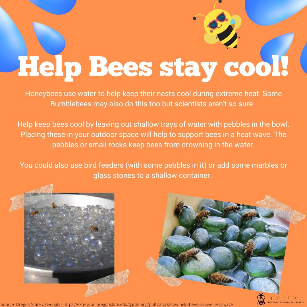Help look after Bees during the heatwave too! 

#ispotabee #bees #heatwave #nature #citizensciencd #spotabee