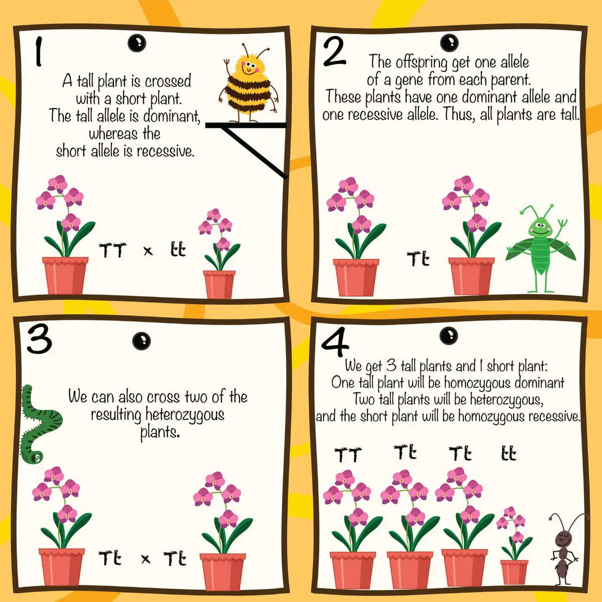 iGEM_Leiden's tweet photo. Today we are happy to launch our iGEM Leiden Comic Science 🥳🎉
For the first edition, let's learn about Mendelian Genetics 🧐🧬🌸
#BINANOX #iGEMLeiden2022 #iGEM #synbio #universiteitleiden #comicscience #mendeliangenetics https://t.co/7PhDulQ1FE