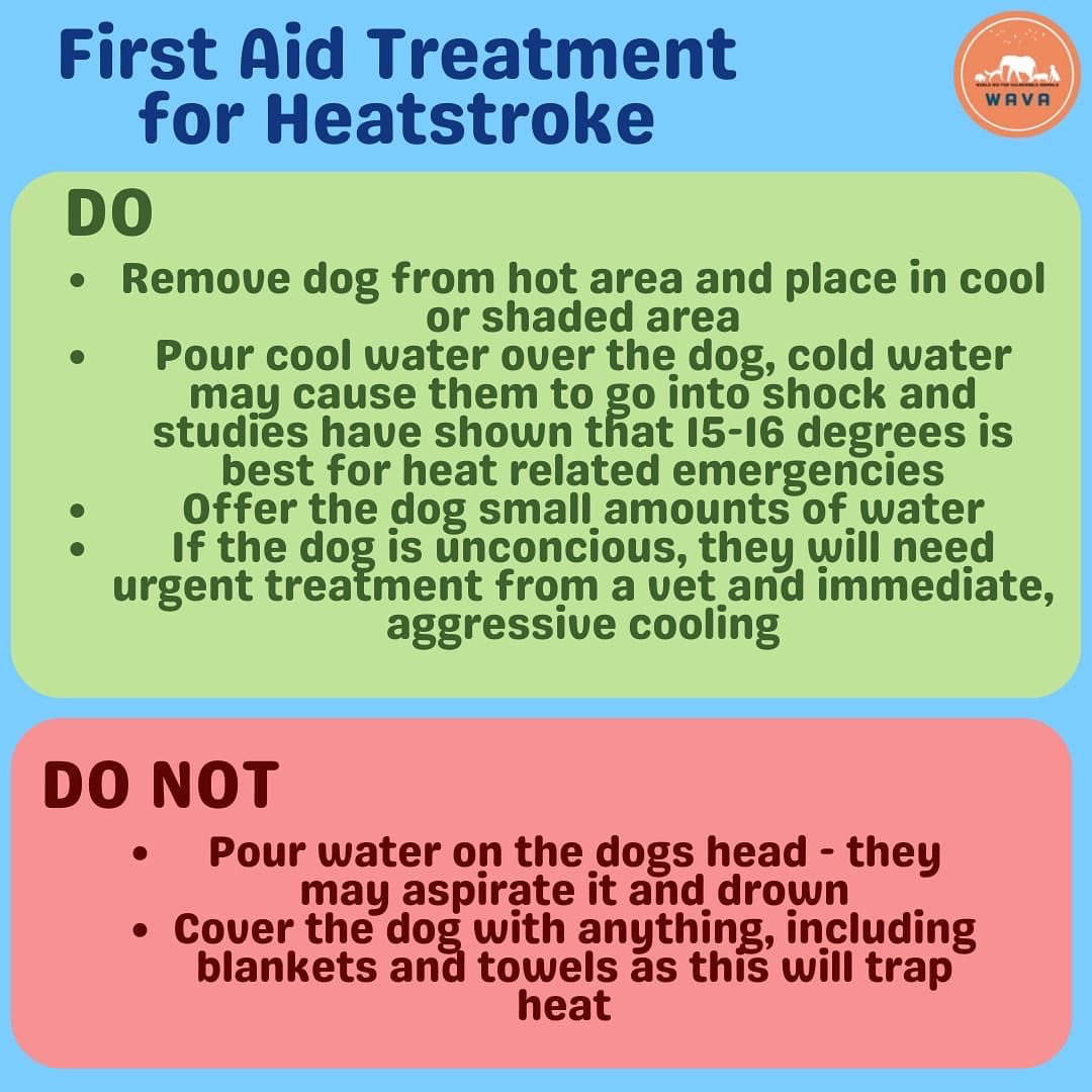 WAVA_now's tweet photo. Leaving dogs in hot cars for even just a short space of time can be really dangerous to them! Never leave them unattended in a hot car - not even for a few minutes.

#dogs #dogsintheheat #hotweather #dogsincars #dogsinhotcars #wava #heatstroke #heatstrokeindogs #dogsheatstroke https://t.co/RkcZcHjYU4