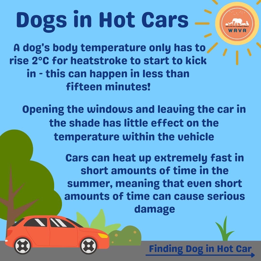 WAVA_now's tweet photo. Leaving dogs in hot cars for even just a short space of time can be really dangerous to them! Never leave them unattended in a hot car - not even for a few minutes.

#dogs #dogsintheheat #hotweather #dogsincars #dogsinhotcars #wava #heatstroke #heatstrokeindogs #dogsheatstroke https://t.co/RkcZcHjYU4