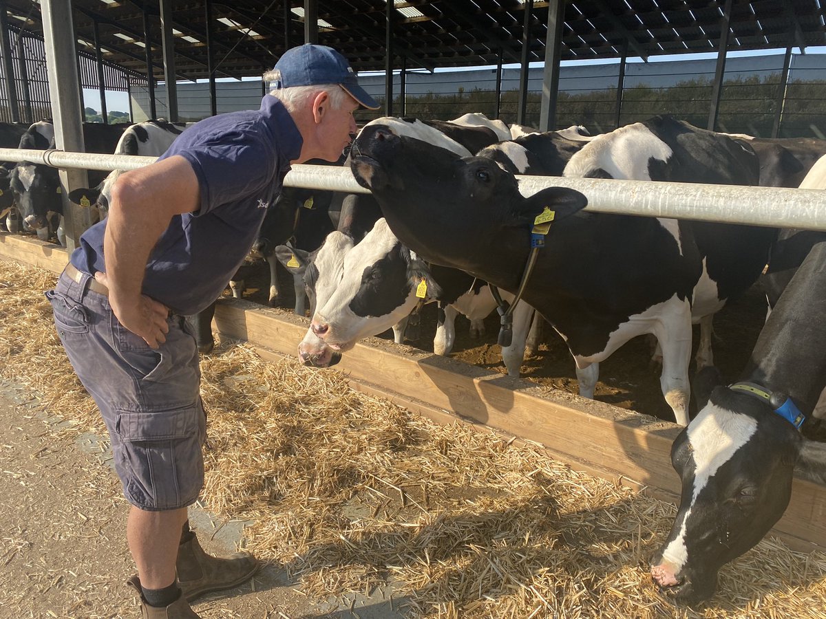 BBCSussex's tweet photo. Out and about this morning at Park Farm Dairy in #UpperDicker. We sent @OBrienKrystyna to find out how 3rd generation farmer Peter Appleton keeps his 450 milking cattle cool in this heat 🌞☀️ https://t.co/9Gesd2LU25