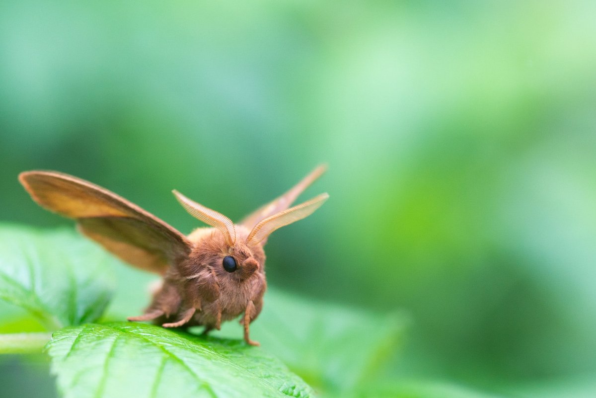 SimonGray14's tweet photo. Drinker moth from the bog down the road, could easily be a creature from Pokémon or a kids cartoon! @UlsterWildlife @BCNI_ @BritishMoths #drinkermoth #moths #mothsmatter https://t.co/210q5EsYoD
