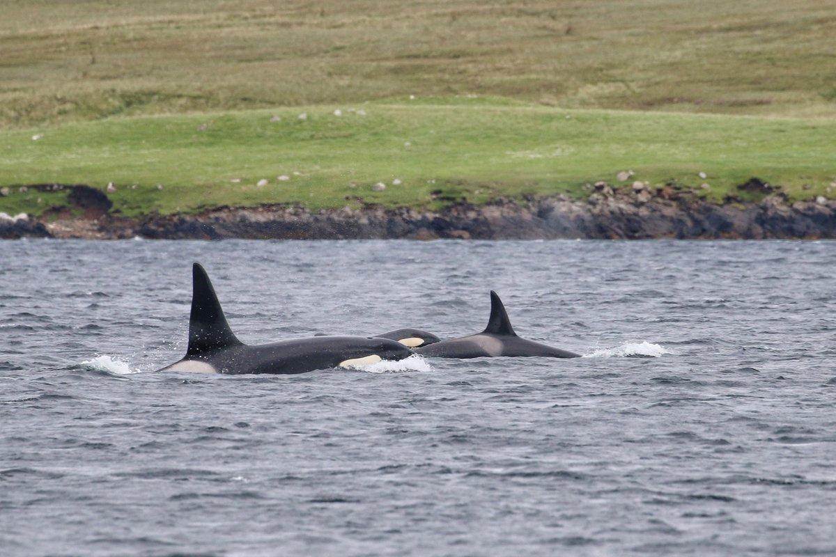 jcqsutherland's tweet image. Another fantastic field season completed on #Shetland! Huge thank you to everyone who made this summer a success for #ECOPredS data collection, it&apos;s a genuine pleasure to be part of such a collaborative project🥰
