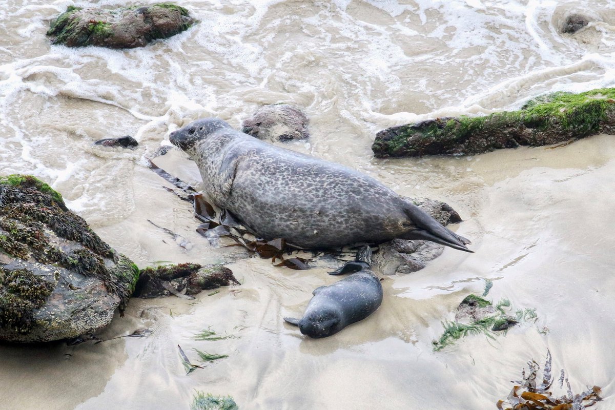 jcqsutherland's tweet image. Another fantastic field season completed on #Shetland! Huge thank you to everyone who made this summer a success for #ECOPredS data collection, it&apos;s a genuine pleasure to be part of such a collaborative project🥰