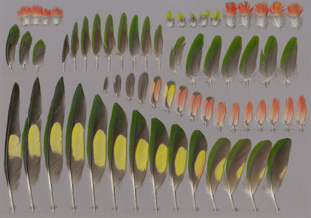 presentcorrect's tweet image. Featherbase is an extraordinary encyclopaedia of bird feathers from around the world.
featherbase.info

via the prepared.