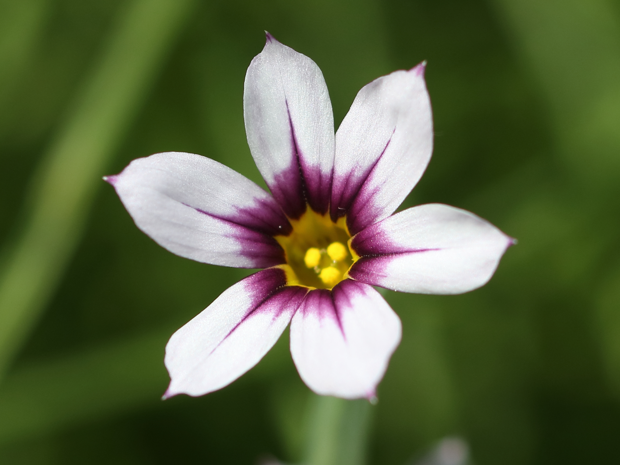 Rider09 ｼｮｰﾄｽｷｰ ニワゼキショウ 庭石菖 この花 結構お気に入り 花言葉は 繁栄 豊かな感情 豊富 愛らしい人 きらめき だそうです Tlを花でいっぱいにしよう ニワゼキショウ Canon Eos80d タムキュー T Co 1vbergytdj Twitter