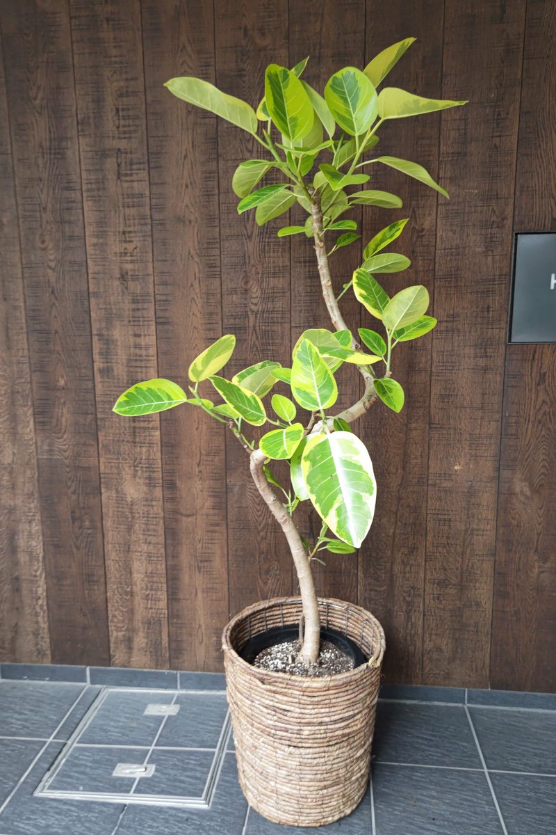 mmusee1's tweet photo. 渋谷区恵比寿カイロプラクティック様へ開店祝い観葉植物アルテシマを配達致しました。 | 港区麻布十番花屋 M.Museeオフィシャルブログ - https://t.co/NxBiQtZHNX https://t.co/fzpqoUBbX1