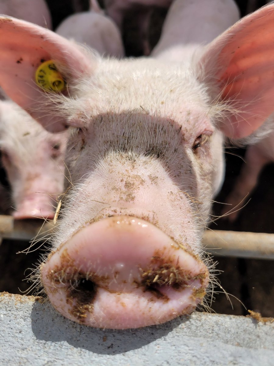 De varkens bij Exterkate Biologische Varkens hebben veel ruimte, zowel binnen als buiten in de weide. Binnen liggen de varkens op het stro van de Zenderense Es. De vaste mest wordt gebruikt op de akkers op de Zenderense Es en Deldeneresch.