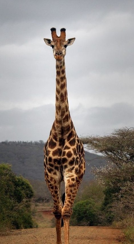 Touristline's tweet photo. Giraffes are the world's tallest mammals. A giraffe's legs alone are taller than many humans—about 6 feet! 
Book your safari with us and get to enjoy such amazing sights!
https://t.co/PU4Oq1Y2It

#safarikenya #wildebeestmigration #picniclunch #bigfive #tembeakenya🇰🇪 #magicalkenya https://t.co/4qU6cFHEWR