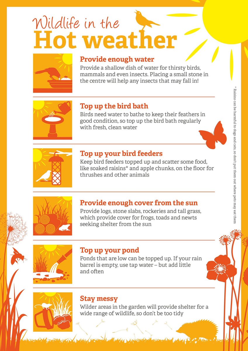 The next few days in particular look to be extremely challenging for wildlife, with temperatures soaring. Some simple ways to help: 
•Leave out clean, fresh water
•Don’t mow grass – it gives insects places to shelter
•Top up ponds with rainwater collected in water butts (1/2)