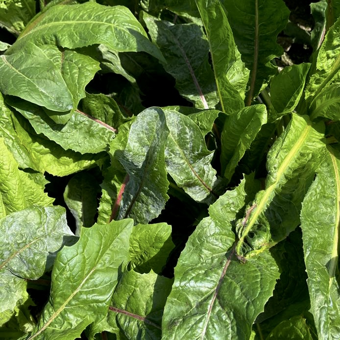 SensusAgro's tweet photo. Meeldauw gespot!π£
We zien de infecties met meeldauw op cichoreibladeren toenemen, onderneem actie om opbrengstschade te voorkomen.
Lees hier meer over hoe je het loof gezond kunt houden tot de oogst π https://t.co/fCICZoqmkL
#cichorei #meeldauw #gezond #gewas https://t.co/TAx8LloZFz