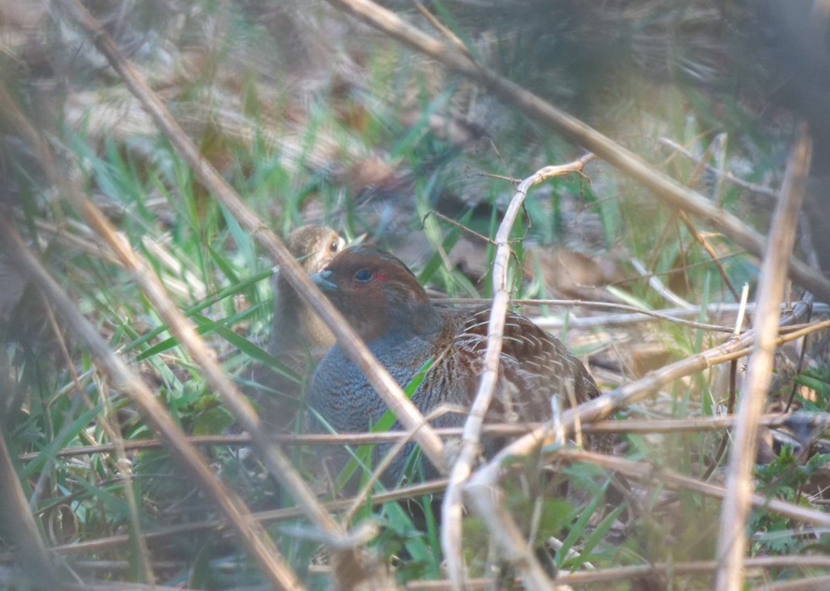 De patrijs is terug op de Deldeneresch en Zenderense Es

#natuurinclusief #biodiversiteit #patrijs
#twickel #Delden #Borne #twente

Lees meer over natuurinclusieve landbouw in de blog:
zenderensees.nl/weblog/1657024…