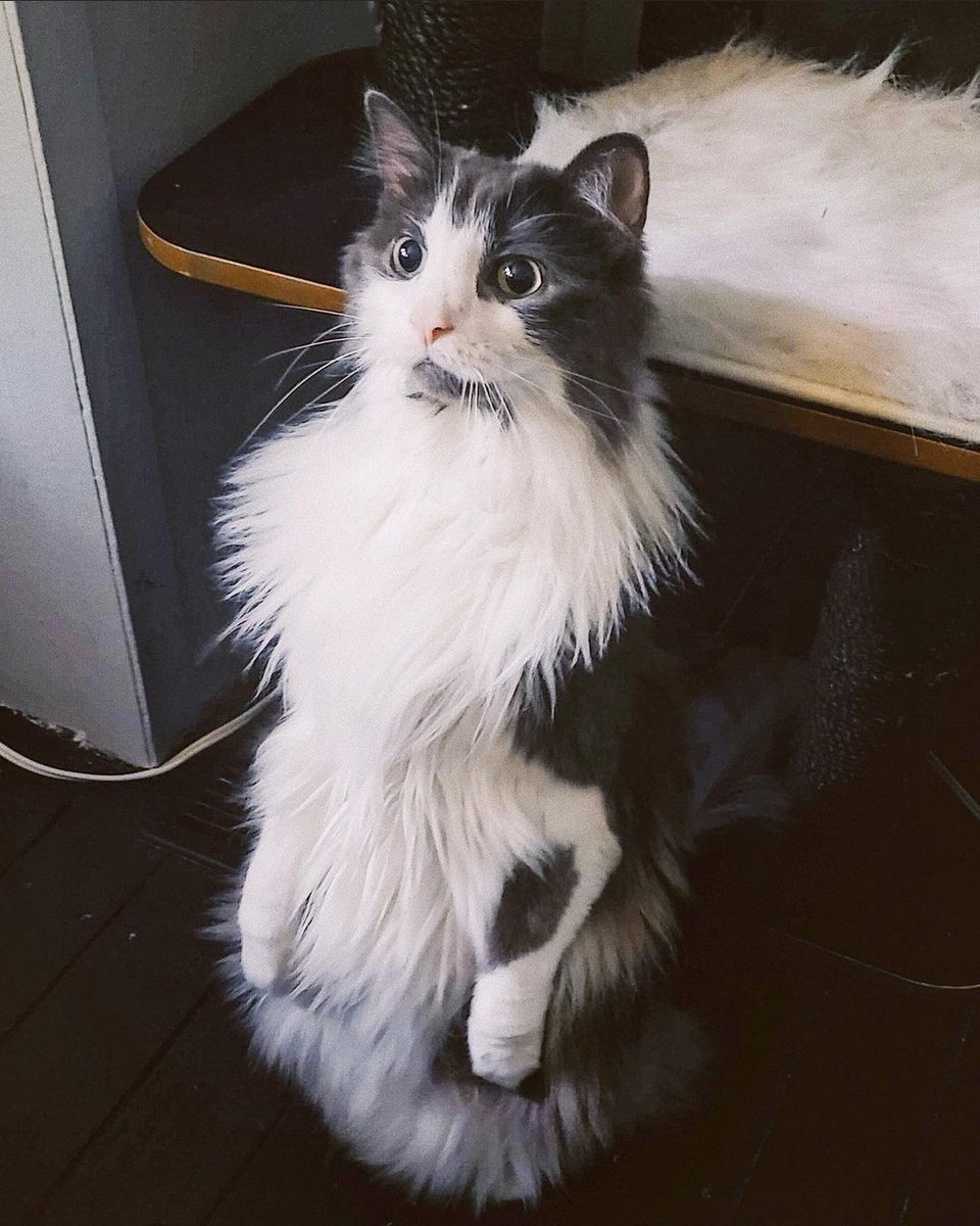 Kipptacular's tweet photo. Here's a collection of my son standing like a human to brighten your day. https://t.co/ZhXoz8XP1b