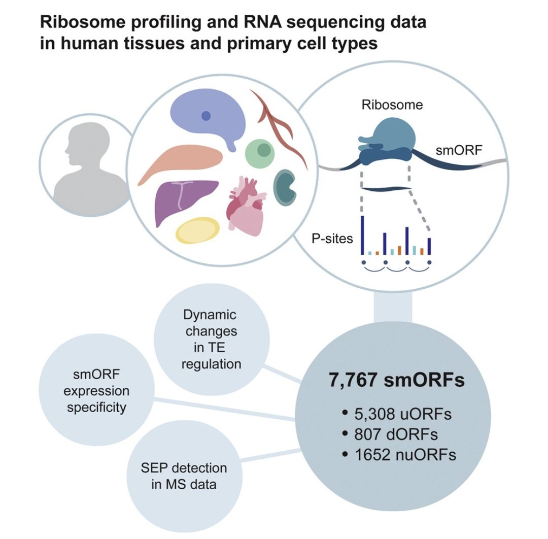 ...And it's out <a href="/MolecularCell/">Molecular Cell</a>! 🥂
We, the team, are happy to share with the field an atlas of 7k small ORFs (smORFs) detected in 11 human tissues/ primary cells. 
authors.elsevier.com/c/1fP-a3vVUPK8…