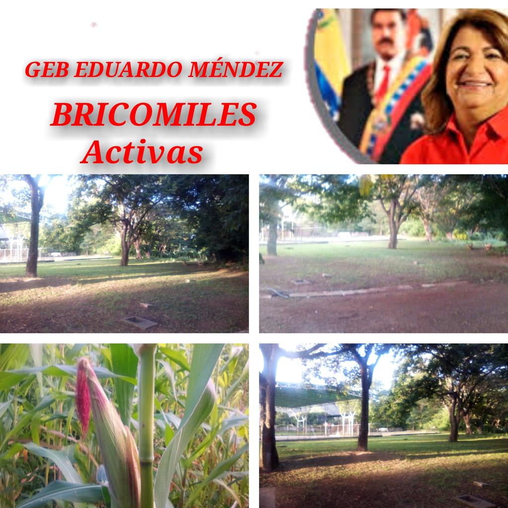 GEB EDUARDO MÉNDEZ CON SU BRICOMILES ACTIVA MEJORANDO LOS ESPACIOS DE NUESTRA INSTITUCIÓN 
Conuco activo maíz cariaco