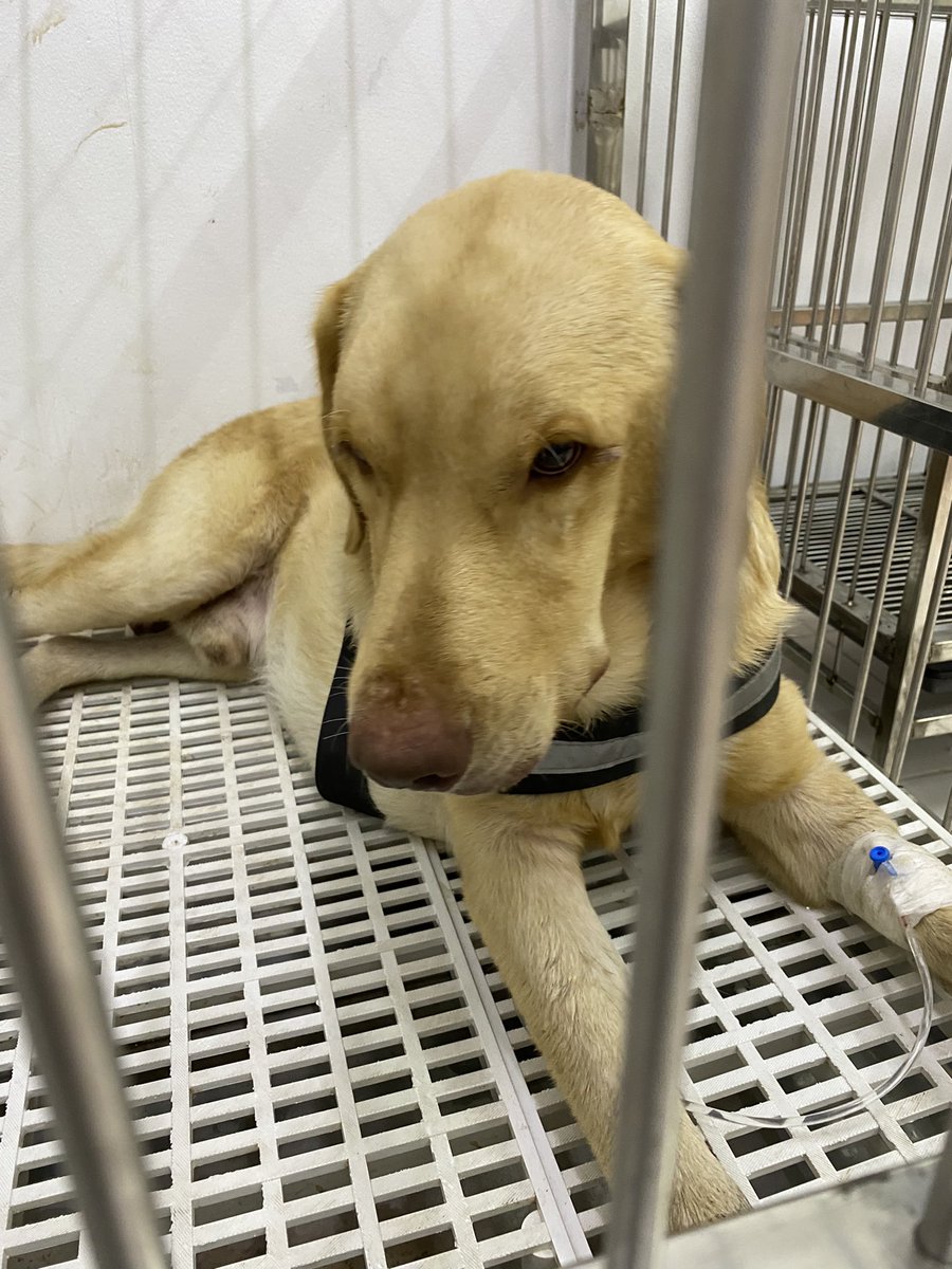 tesscrz's tweet photo. Hello friends! I know it’s been a long time, but I ask you to please pray for our dog, Galil. He was brought to the vet today coz of a bacterial infection. He’s been pooping blood too 🥹🥹 https://t.co/BVsKlbamDk