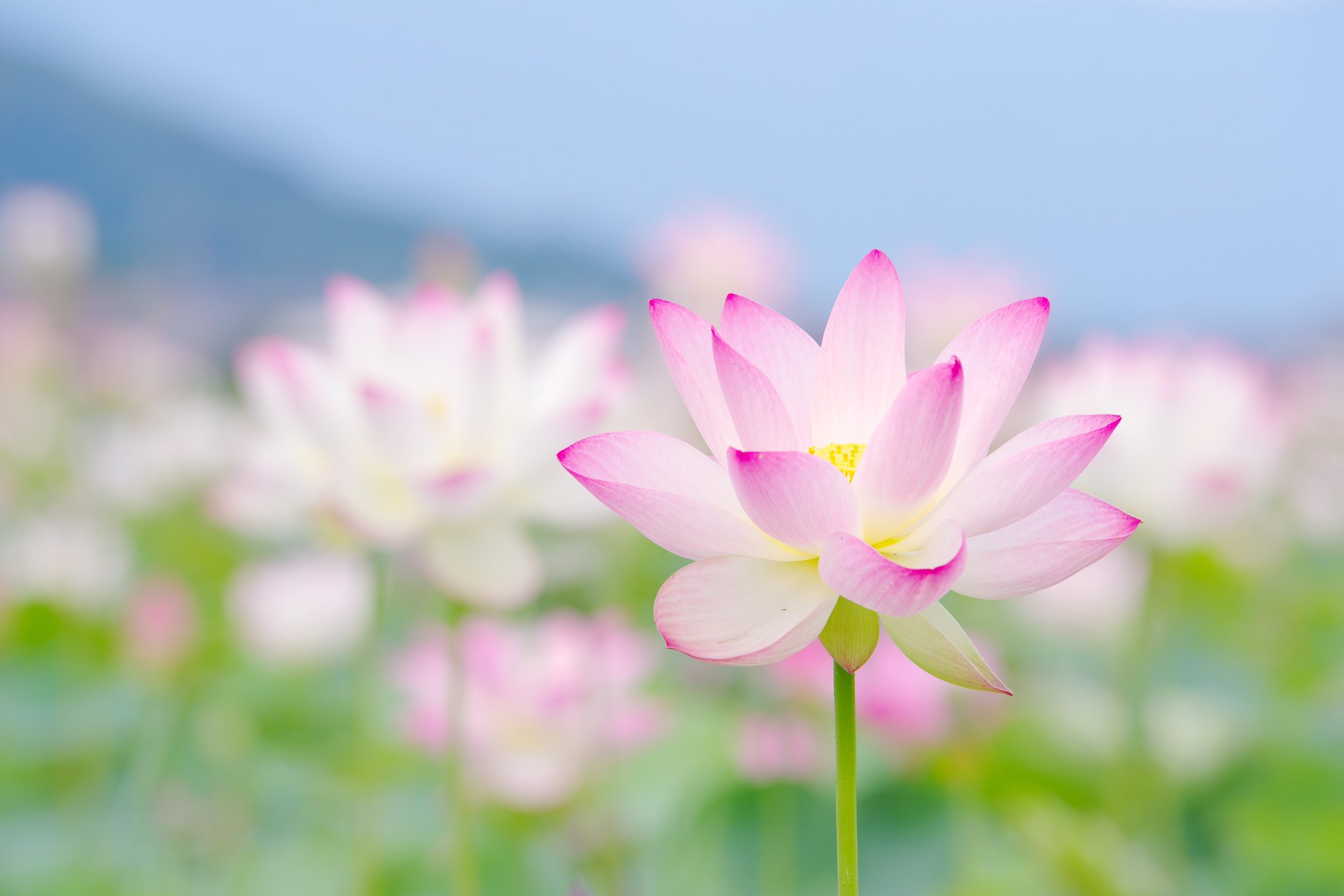 ガチャ Masaki1281 Twitter