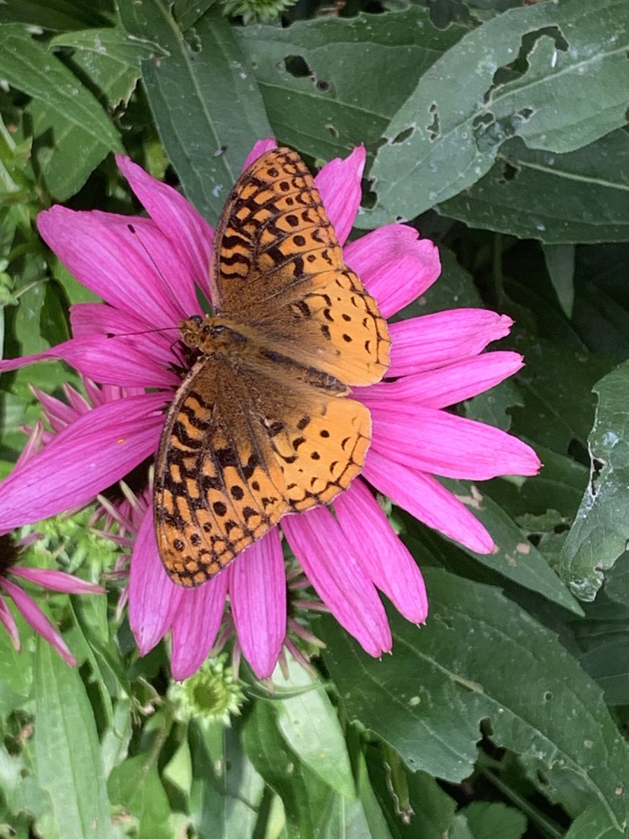 WIlliamBryantLo's tweet photo. Gorgeous fritillary https://t.co/gwK8rqMxP9