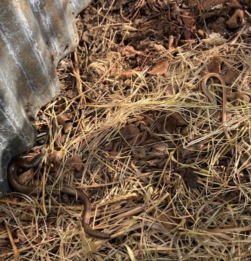 FleetPondSoc's tweet photo. Camouflage is an important protection in the natural world. Can you see the lizard and the slow worms which I spotted around the reserve? #fleetponds https://t.co/XlFnZ4uoXU